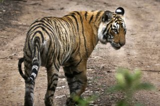 La Cambodge, le Laos et le Vietnam ont perdu leur population autochtone de tigres. Seuls 23 tigres vivant à l'état sauvage ont été recensés en Birmanie. En Inde (photo), plus de 3600 tigres vivant à l'état sauvage ont été dénombrés, selon les statistiques du gouvernement, KEYSTONE/AP/SATYAJEET SINGH RATHORE